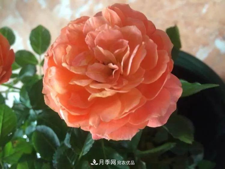 陽臺小怎么辦？推薦8種微型荷蘭陽臺月季，好看又好養(yǎng)！(圖13)
