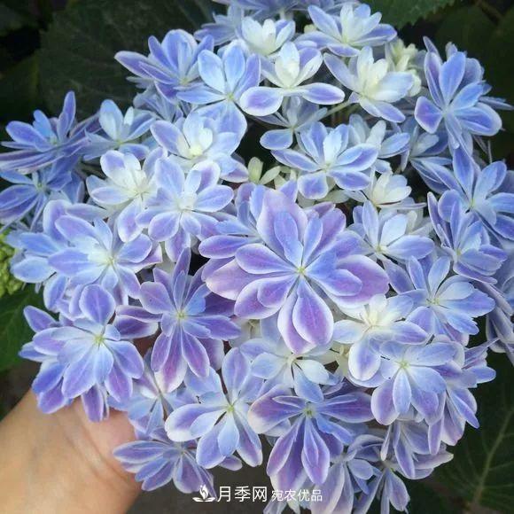 陽臺小怎么辦？推薦8種微型荷蘭陽臺月季，好看又好養(yǎng)！(圖19)