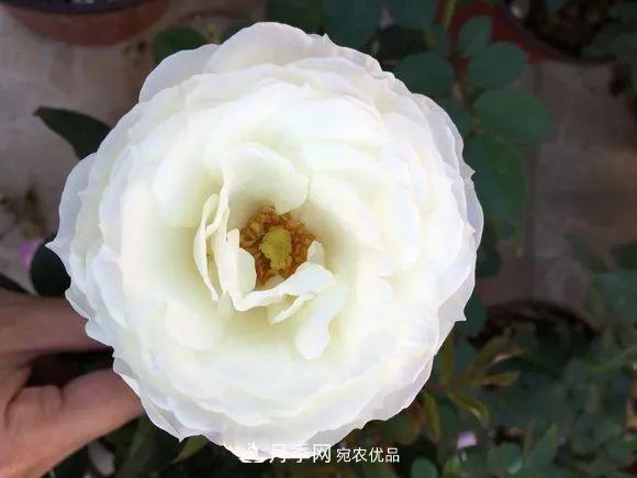 陽臺小怎么辦？推薦8種微型荷蘭陽臺月季，好看又好養(yǎng)！(圖17)