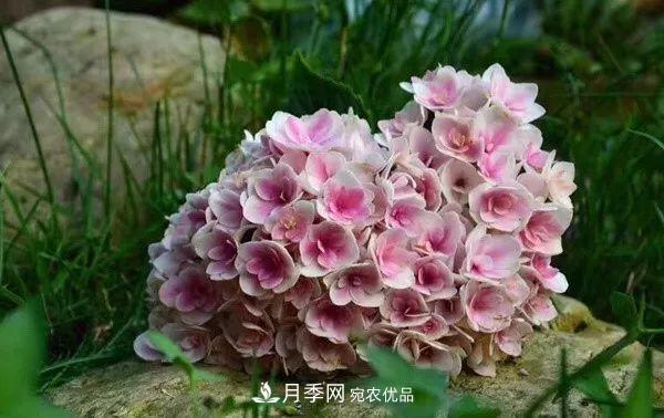陽臺小怎么辦？推薦8種微型荷蘭陽臺月季，好看又好養(yǎng)！(圖18)