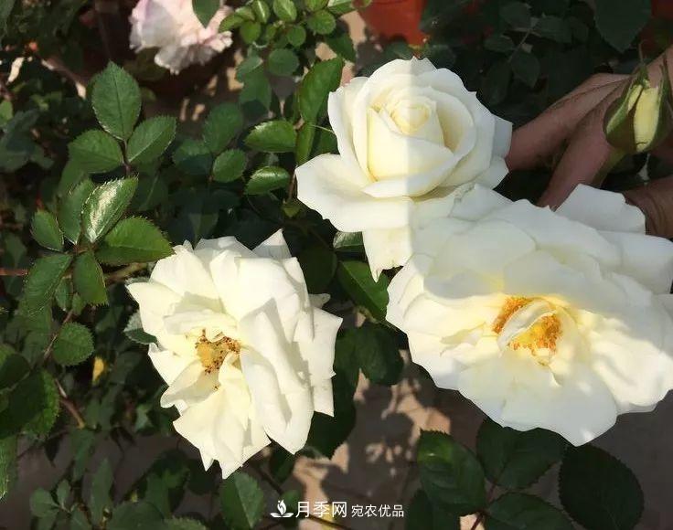 陽臺小怎么辦？推薦8種微型荷蘭陽臺月季，好看又好養(yǎng)！(圖16)