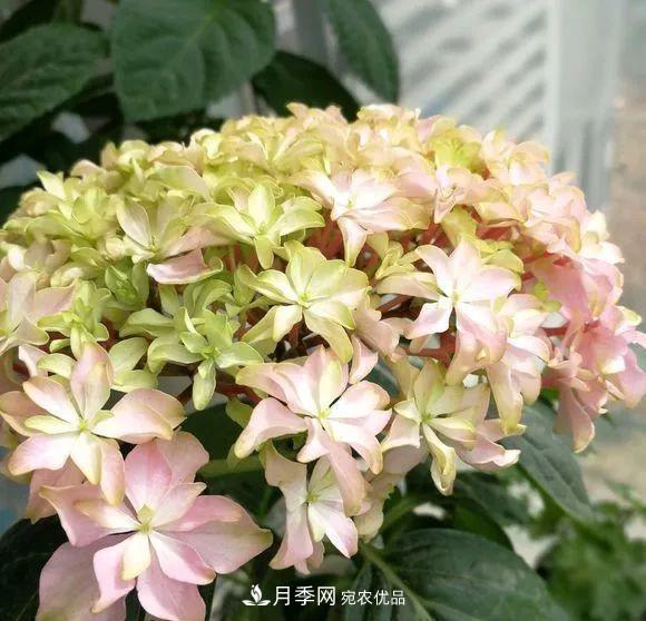 陽臺小怎么辦？推薦8種微型荷蘭陽臺月季，好看又好養(yǎng)！(圖21)