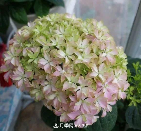陽臺小怎么辦？推薦8種微型荷蘭陽臺月季，好看又好養(yǎng)！(圖22)