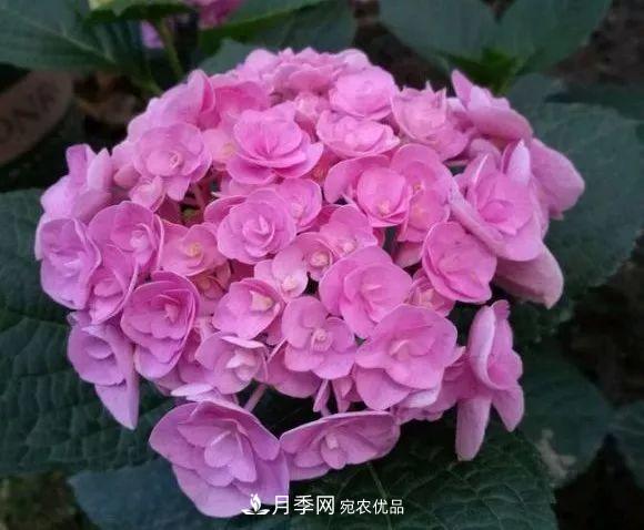 陽臺小怎么辦？推薦8種微型荷蘭陽臺月季，好看又好養(yǎng)！(圖23)