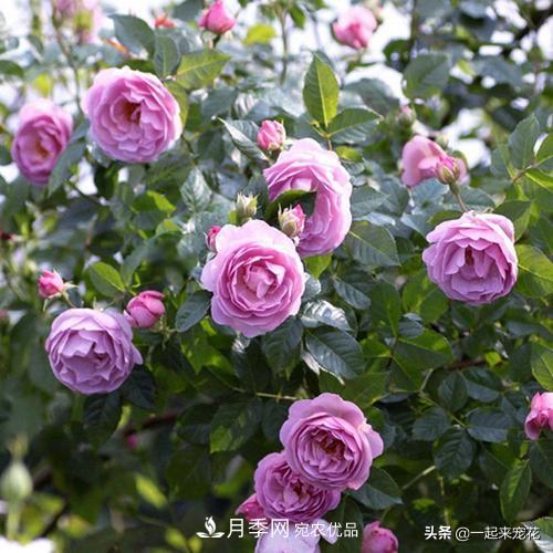 推薦10款藍(lán)紫系月季，總有一款是你喜歡的(圖5)