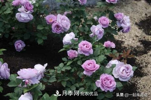 推薦10款藍(lán)紫系月季，總有一款是你喜歡的(圖3)