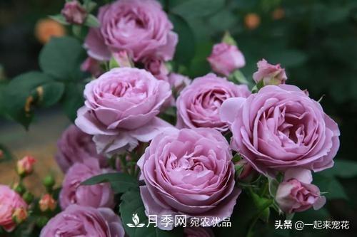 推薦10款藍(lán)紫系月季，總有一款是你喜歡的(圖7)