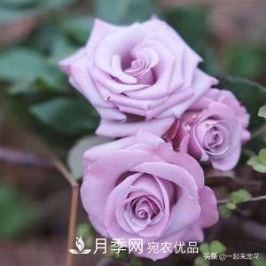推薦10款藍(lán)紫系月季，總有一款是你喜歡的(圖6)