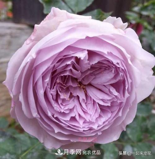 推薦10款藍(lán)紫系月季，總有一款是你喜歡的(圖9)
