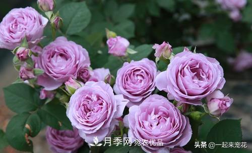 推薦10款藍(lán)紫系月季，總有一款是你喜歡的(圖10)
