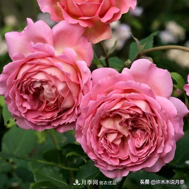月季垂頭怎么辦？枝條柔軟不直立怎么回事，教你一招搞定(圖2)