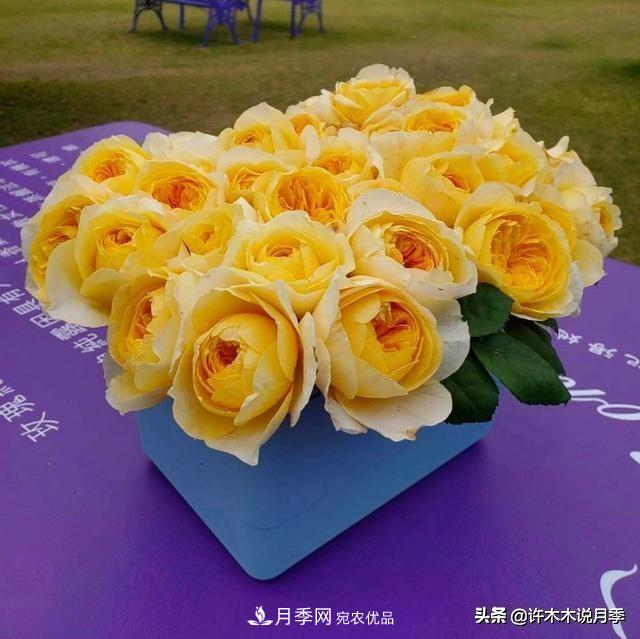 月季垂頭怎么辦？枝條柔軟不直立怎么回事，教你一招搞定(圖1)
