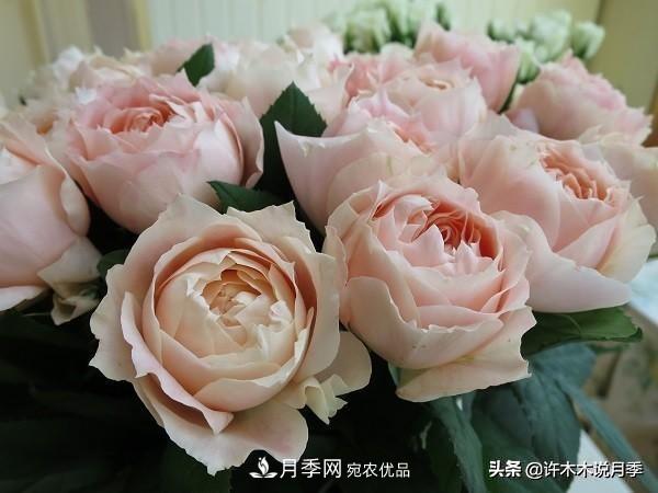 月季垂頭怎么辦？枝條柔軟不直立怎么回事，教你一招搞定(圖5)
