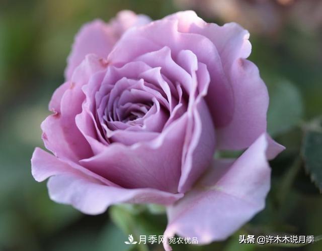 月季垂頭怎么辦？枝條柔軟不直立怎么回事，教你一招搞定(圖4)