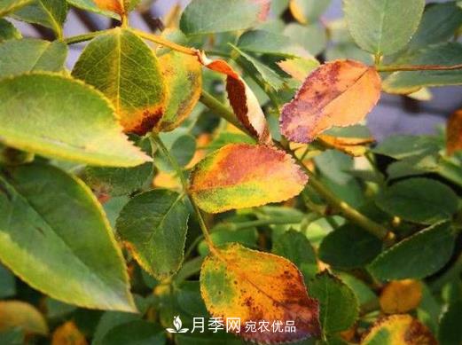 由于肥傷引起的月季黃葉怎么解決？(圖1)