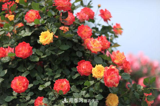 莖蜂、葉蜂如何防治？藤本月季白粉病如何防治？(圖1)