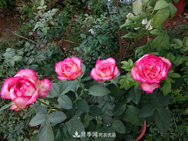 月季白粉虱和枯枝病有哪些危害？如何防治？(圖1)