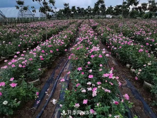 地栽月季的水肥如何管理？(圖1)
