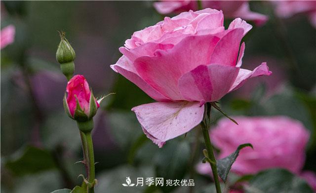 月季花開吐芬芳，南陽月季大美景(圖庫)(圖2)