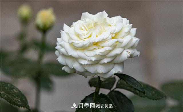 月季花開吐芬芳，南陽月季大美景(圖庫)(圖5)
