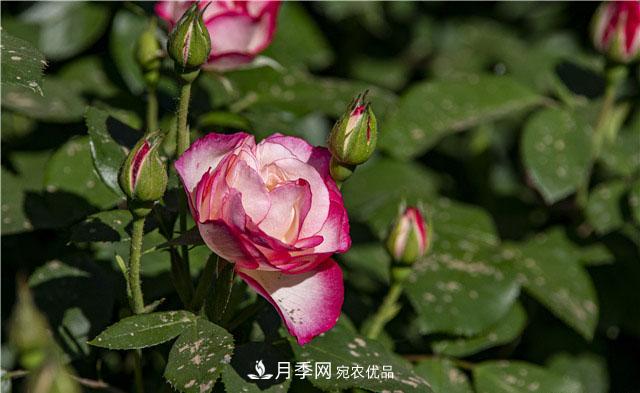 月季花開吐芬芳，南陽月季大美景(圖庫)(圖6)