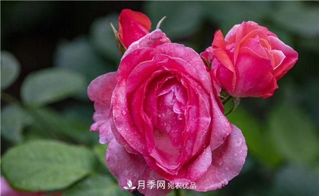 月季花開吐芬芳，南陽月季大美景(圖庫)(圖4)