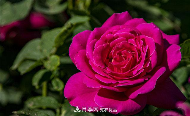 月季花開吐芬芳，南陽月季大美景(圖庫)(圖3)