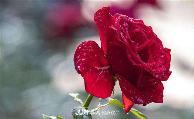 月季花開吐芬芳，南陽月季大美景(圖庫)(圖8)