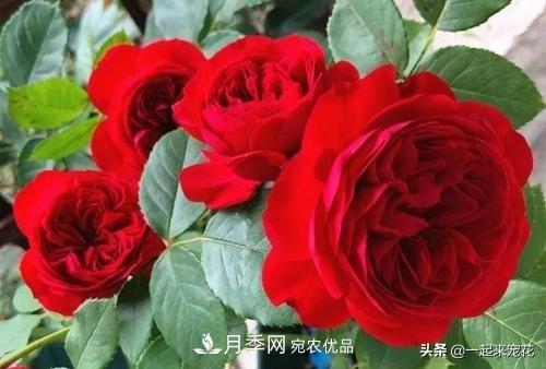 10款紅色系月季推薦，款款驚艷(圖2)