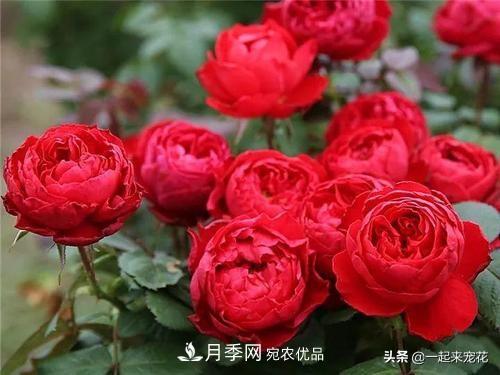 10款紅色系月季推薦，款款驚艷(圖4)