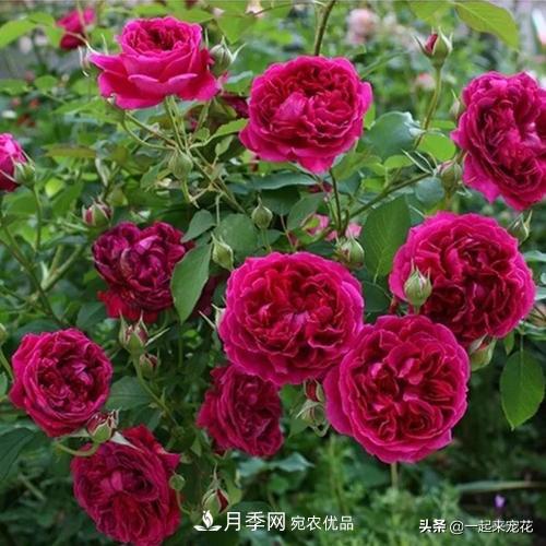 10款紅色系月季推薦，款款驚艷(圖3)