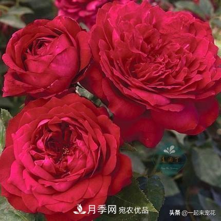10款紅色系月季推薦，款款驚艷(圖1)