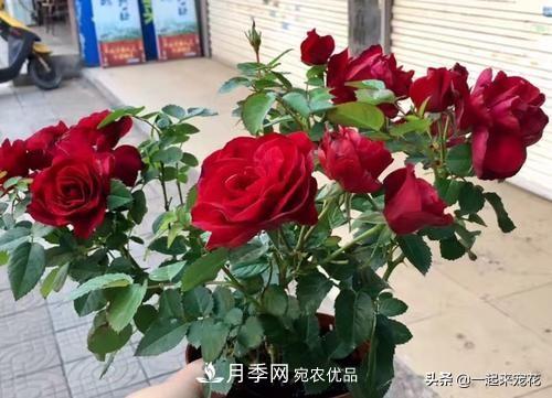 10款紅色系月季推薦，款款驚艷(圖9)