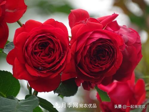 10款紅色系月季推薦，款款驚艷(圖8)