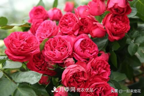 10款紅色系月季推薦，款款驚艷(圖5)