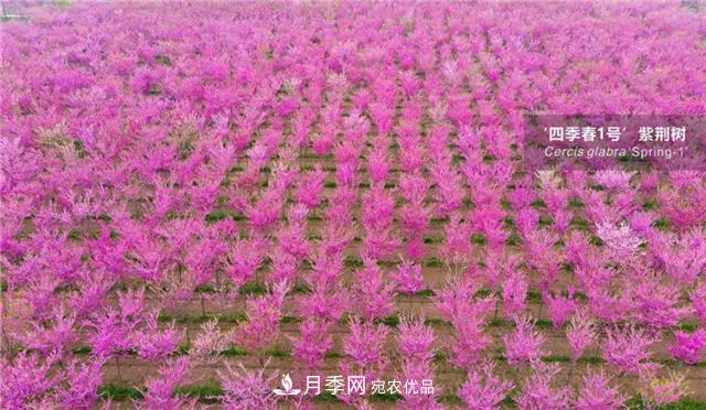 苗木產(chǎn)品的價格、價值和供需——三角關(guān)系之動態(tài)平衡(圖4)