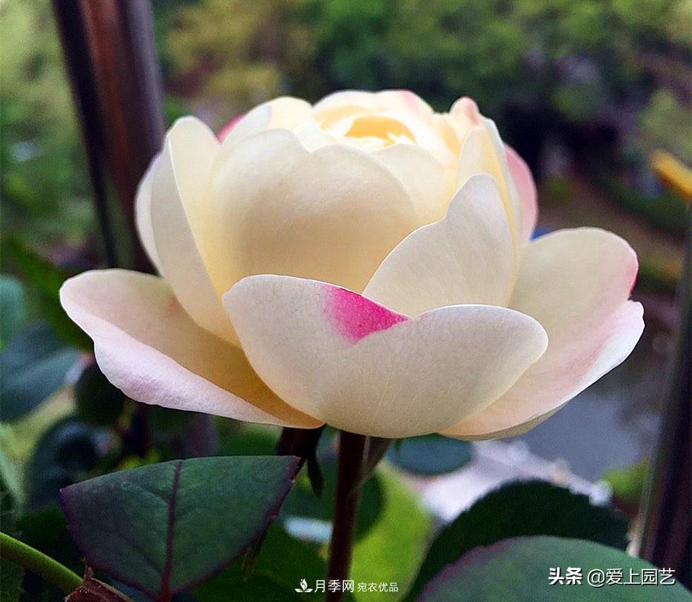 一成不變的月季不是我的菜，“百變女郎”才夠精彩(圖3)