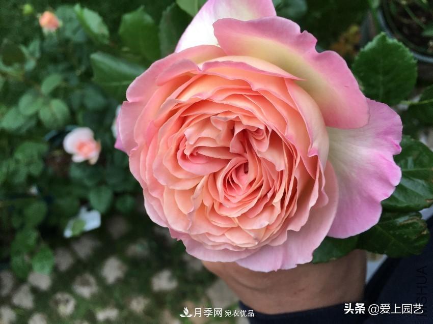 一成不變的月季不是我的菜，“百變女郎”才夠精彩(圖1)