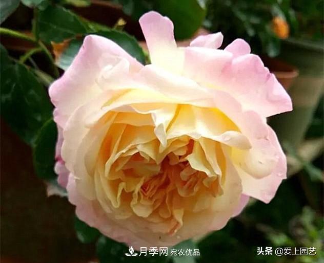 一成不變的月季不是我的菜，“百變女郎”才夠精彩(圖2)