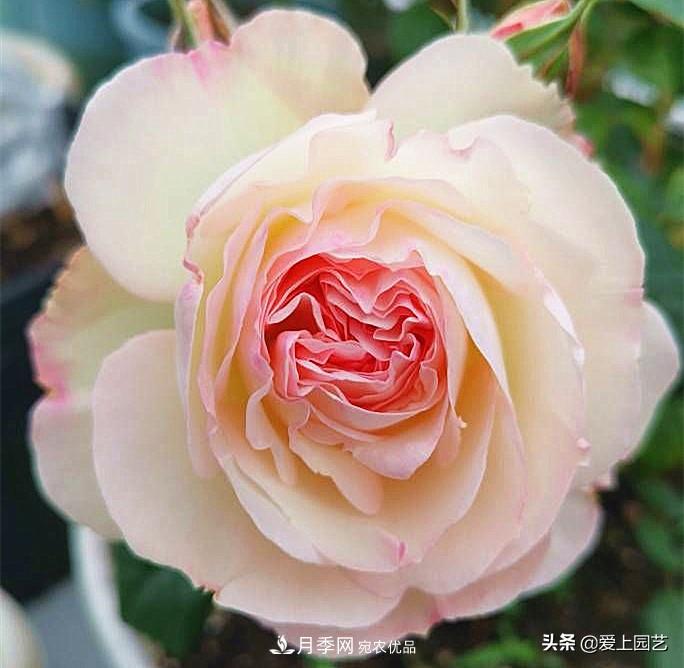 一成不變的月季不是我的菜，“百變女郎”才夠精彩(圖7)