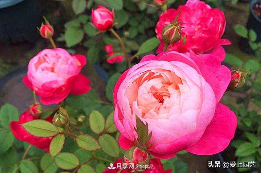 一成不變的月季不是我的菜，“百變女郎”才夠精彩(圖5)