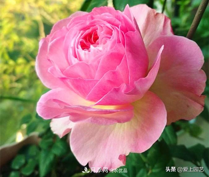 一成不變的月季不是我的菜，“百變女郎”才夠精彩(圖6)