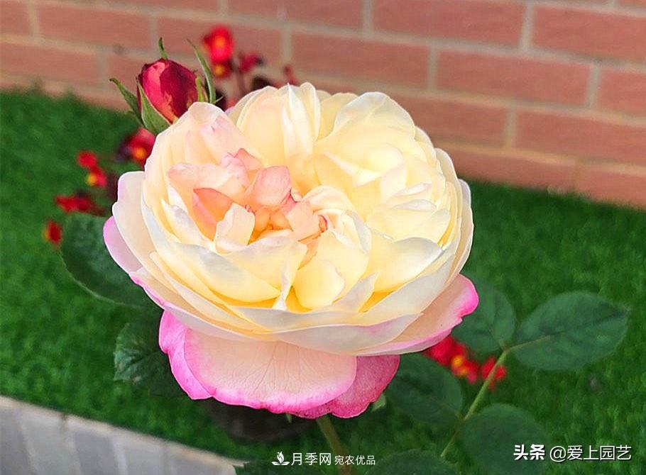 一成不變的月季不是我的菜，“百變女郎”才夠精彩(圖4)