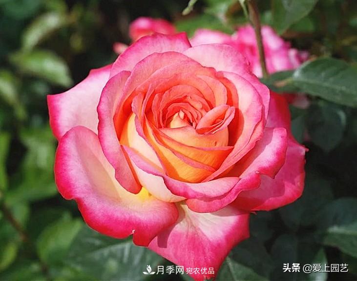 一成不變的月季不是我的菜，“百變女郎”才夠精彩(圖12)