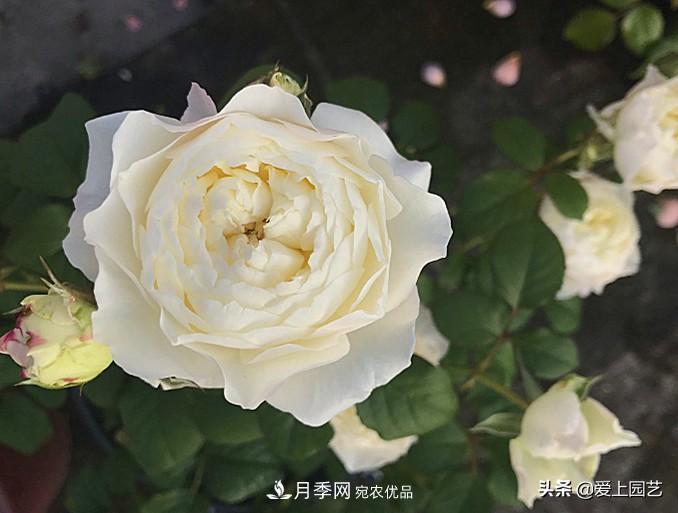 一成不變的月季不是我的菜，“百變女郎”才夠精彩(圖8)