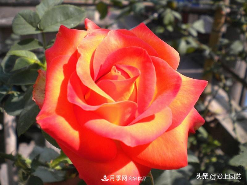 一成不變的月季不是我的菜，“百變女郎”才夠精彩(圖11)