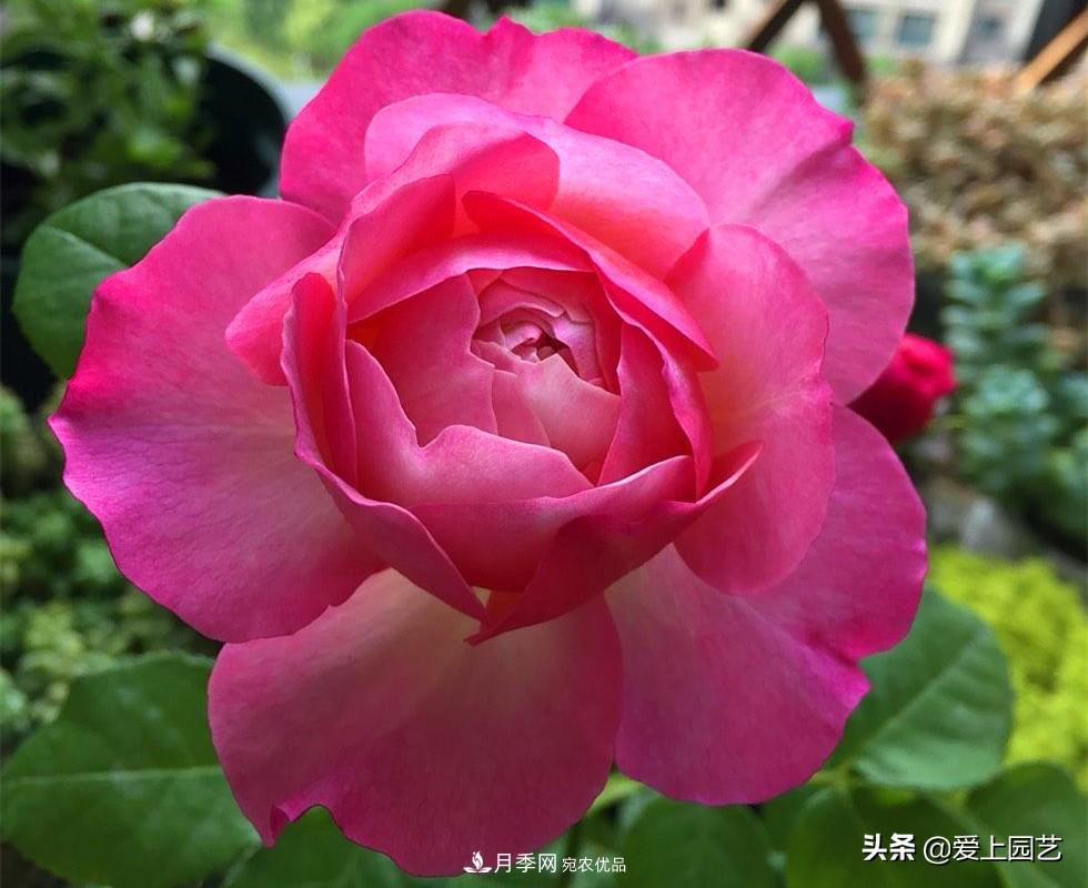 一成不變的月季不是我的菜，“百變女郎”才夠精彩(圖9)