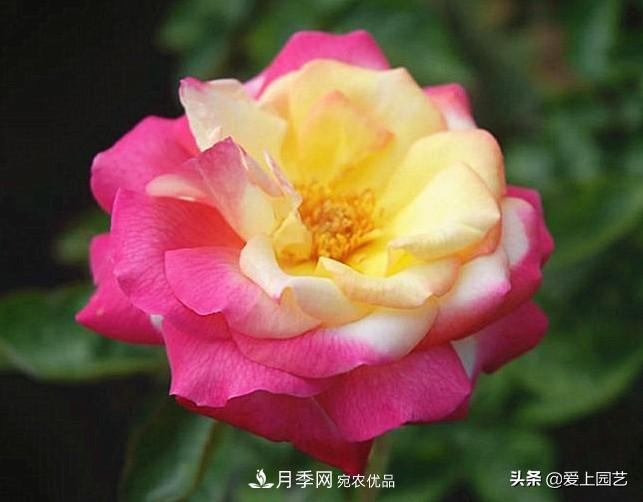 一成不變的月季不是我的菜，“百變女郎”才夠精彩(圖14)