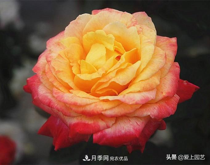 一成不變的月季不是我的菜，“百變女郎”才夠精彩(圖13)