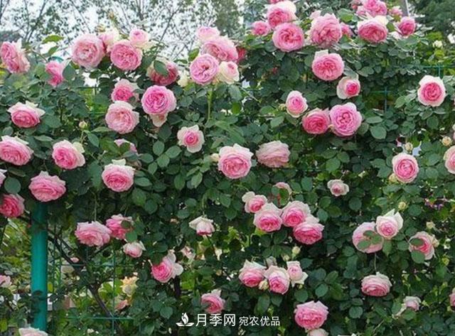 漂亮的藤本月季，庭院必養(yǎng)花卉，打造花園小院(圖1)